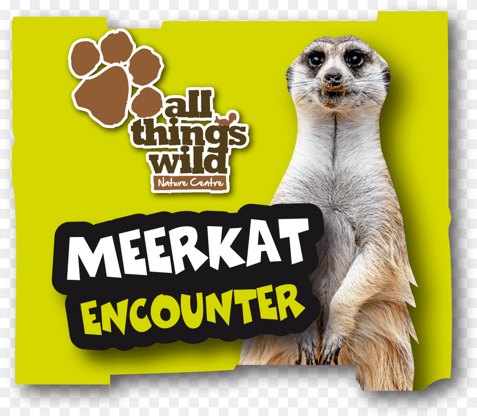 Meerkat Encounter All Things Wild, Animal, Wildlife, Mammal, Monkey Free Png