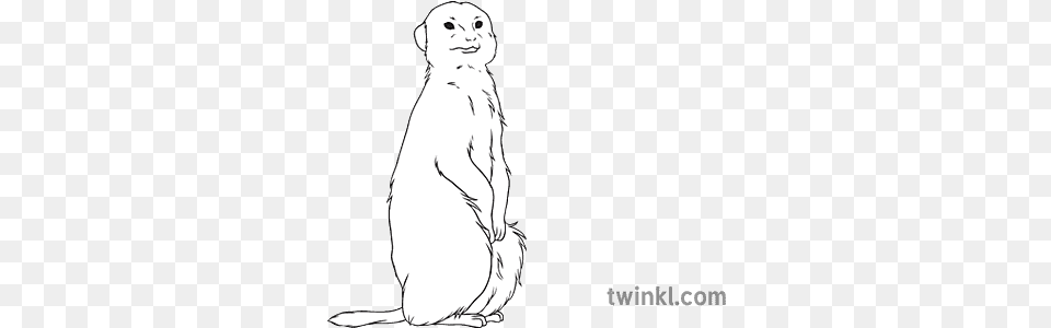 Meerkat General Animal Secondary Black Language, Adult, Person, Woman, Female Png Image