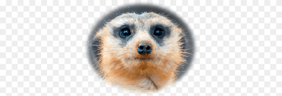 Meerkat Head 2 Animal Jam Clans, Mammal, Wildlife, Rat, Rodent Png