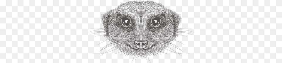 Meerkat Illustration Sketch, Animal, Mammal, Ferret Free Png Download