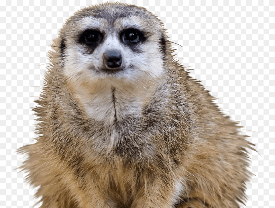 Meerkat Meerkat Transparent Background, Animal, Mammal, Monkey, Wildlife Free Png