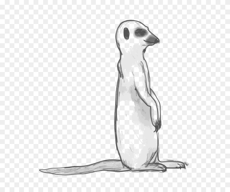 Meerkat Sketchy, Animal, Mammal, Wildlife, Canine Png