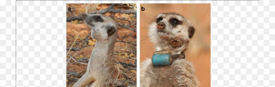Meerkats With Pathology Typical Of Tuberculosis Caused Tuberculosis, Animal, Wildlife, Mammal, Meerkat Free Png Download