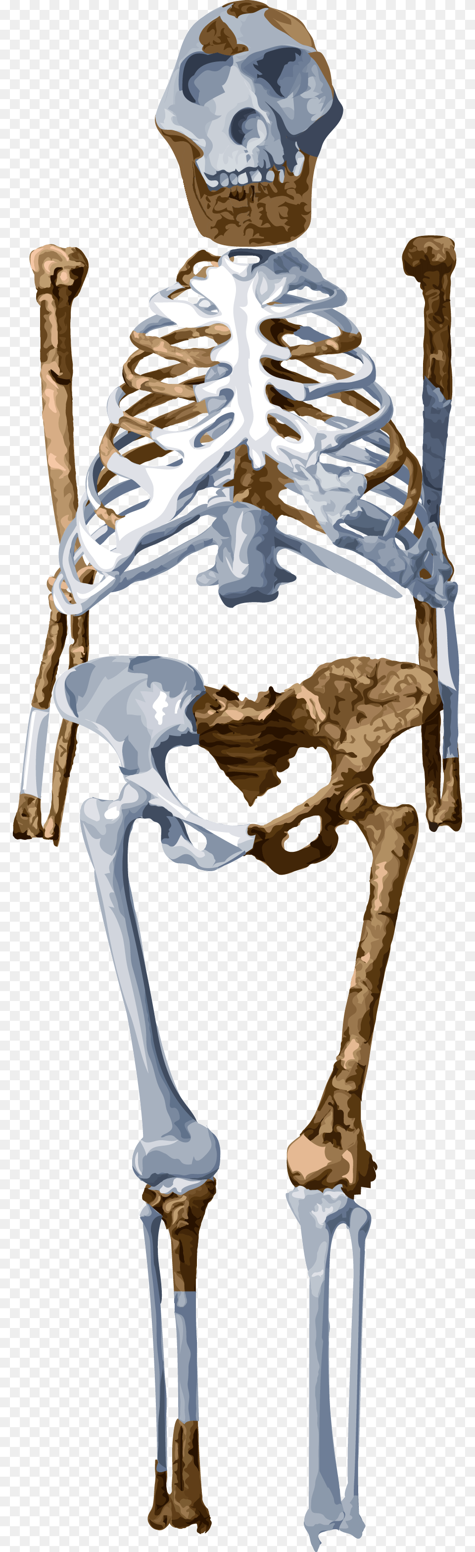Meet Lucy Australopithecus Afarensis Lucy Transparent, Skeleton, Adult, Male, Man Free Png