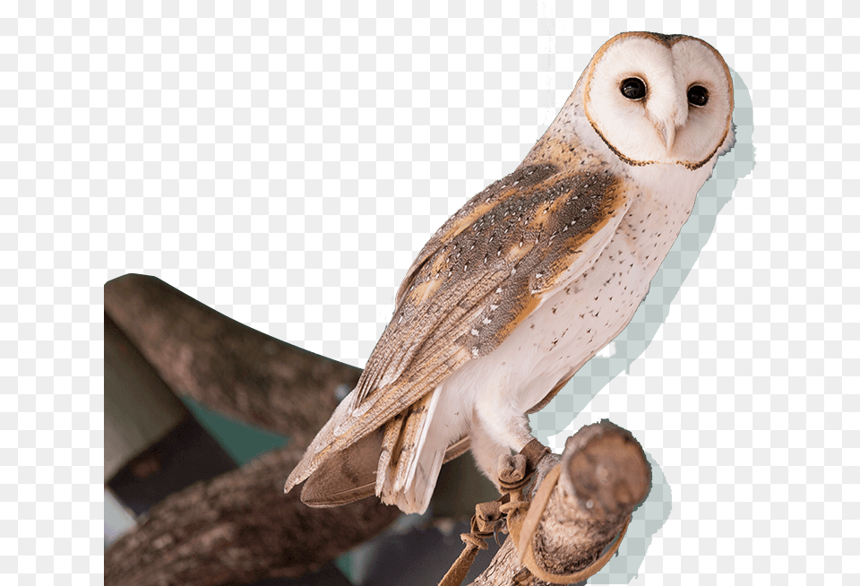 Meet Our Animals Owl, Animal, Bird Free Png Download