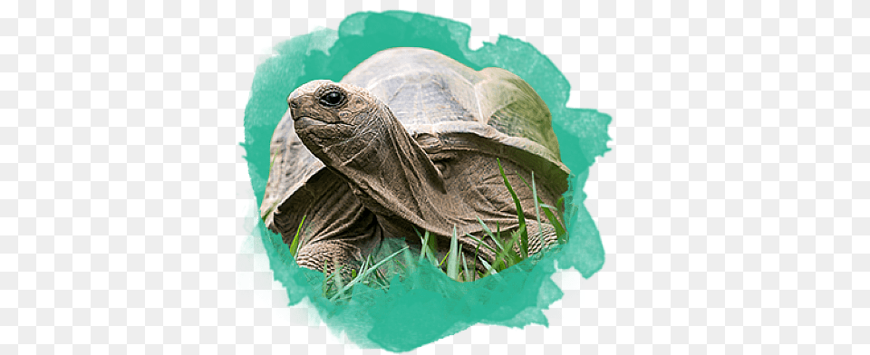 Meet Our Animals Red Eared Slider, Animal, Reptile, Sea Life, Tortoise Free Png Download
