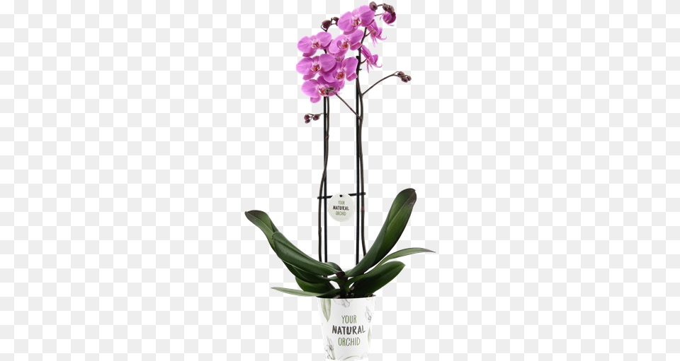 Meet Our Las Palmas Orchids, Flower, Flower Arrangement, Plant, Orchid Free Transparent Png