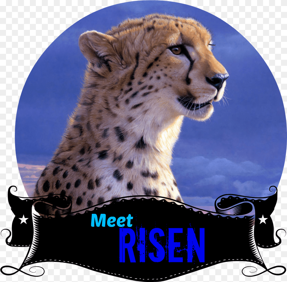 Meet Risen Daniel Smith African Tempest Cheetah, Animal, Mammal, Wildlife, Panther Free Png
