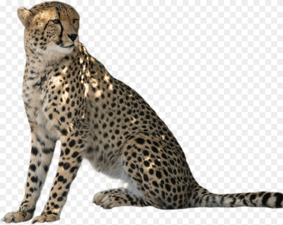 Meet Solo And Zama Cheetah, Animal, Mammal, Wildlife Png Image