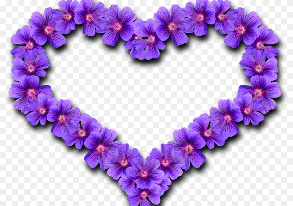 Meet Spanky Our First Ever Purple Heart Pet Transparent Love Purple Heart, Flower, Geranium, Plant, Accessories Png Image