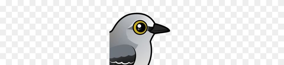 Meet The Cute Northern Mockingbird, Animal, Beak, Bird, Jay Free Png Download