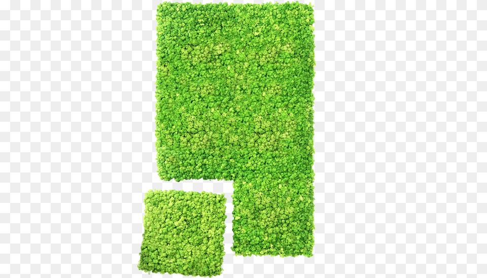 Meet The Dream Wall System Hedge, Home Decor, Moss, Plant, Rug Free Png