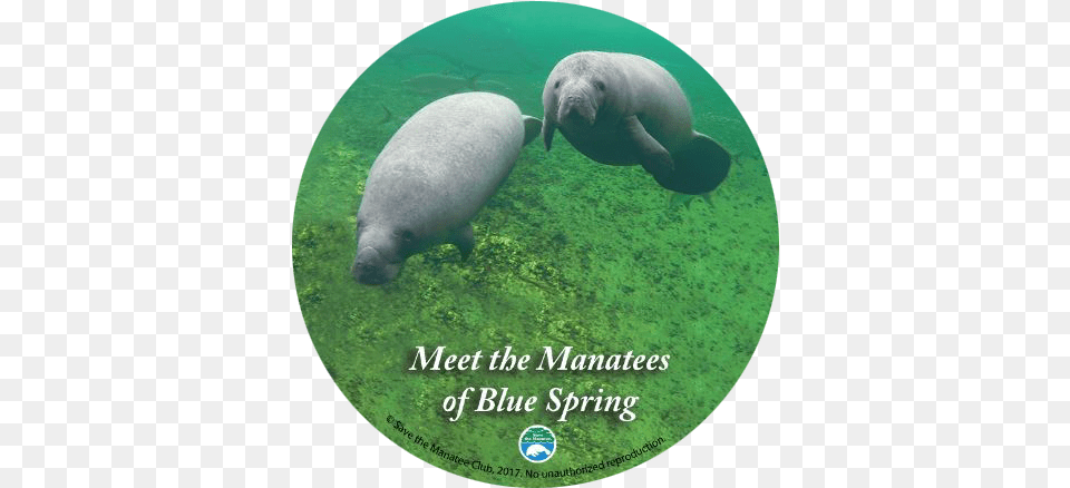 Meet The Manatees Of Blue Spring Dvd Blue Spring State Park, Animal, Mammal, Bird, Manatee Free Transparent Png