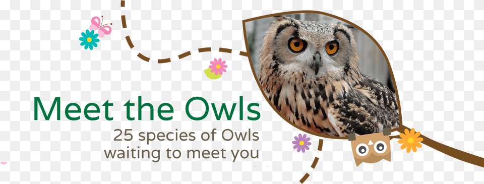 Meet The Owls At The Secret Owl Garden Watch The Owls Secret Owl Garden Picton Castle, Animal, Beak, Bird Free Png