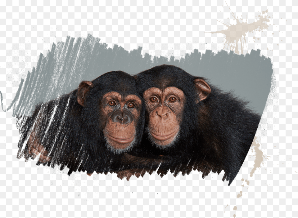 Meet Thechimpanzees Chimpanzees, Animal, Mammal, Monkey, Wildlife Free Png Download
