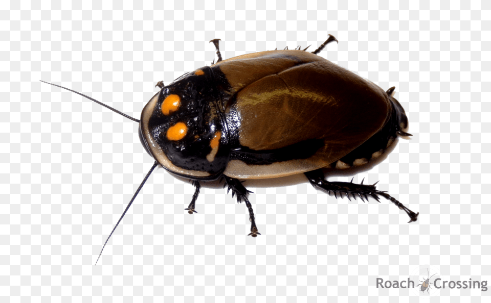 Mega Glowspot Roach, Animal, Insect, Invertebrate, Cockroach Free Transparent Png