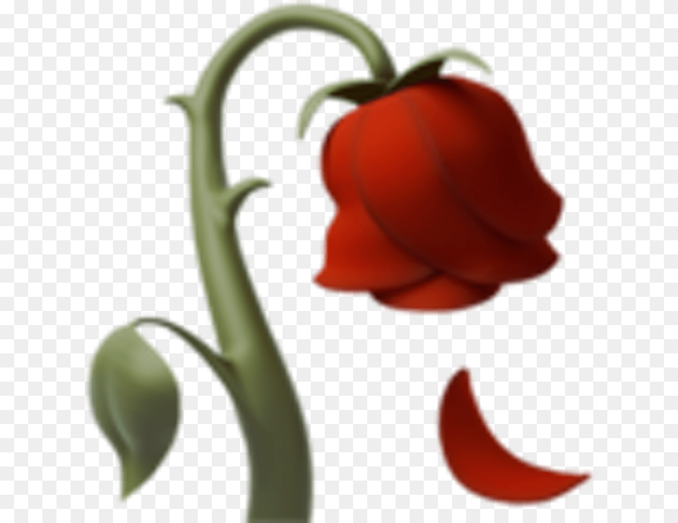 Megadongs Profile Xanje, Flower, Petal, Plant Free Png Download