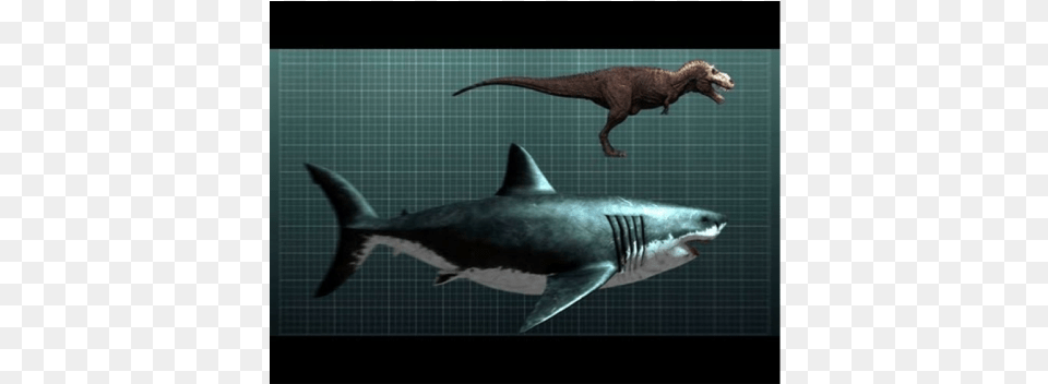 Megalodon Fossil Shark Teeth, Animal, Fish, Sea Life, Kangaroo Free Png Download