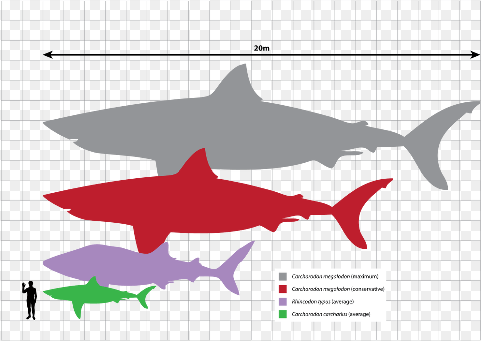 Megalodon Relative Size Bull Shark Size Comparison, Animal, Sea Life, Fish Free Transparent Png