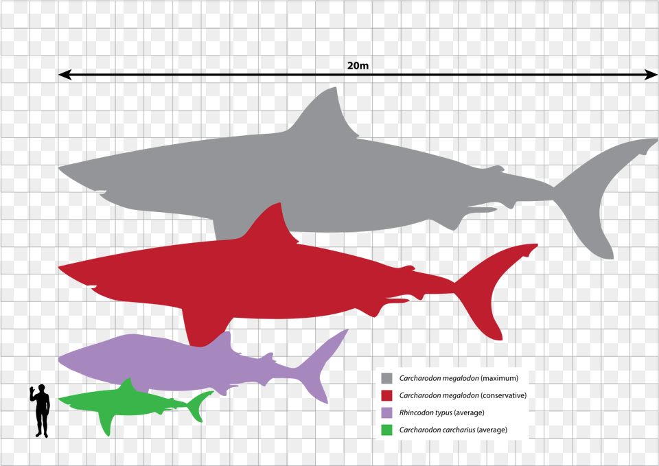 Megalodon Scale Svg Bull Shark Size Comparison, Animal, Sea Life, Fish Free Transparent Png