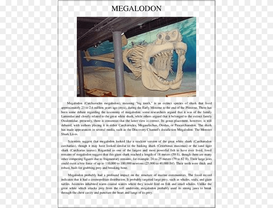 Megalodon Skeleton, Art, Painting, Animal, Dinosaur Png