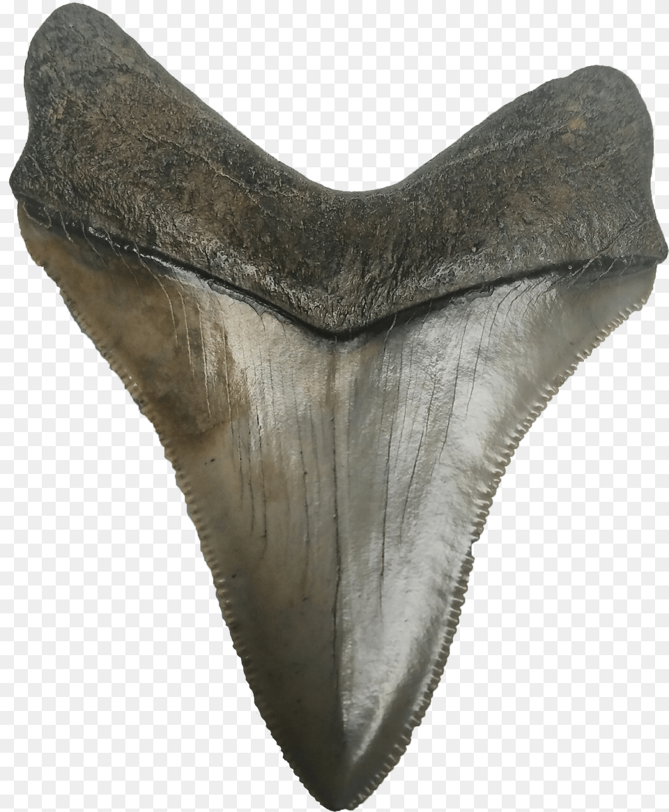 Megalodon Tooth Extremely Sharp Tooth Png