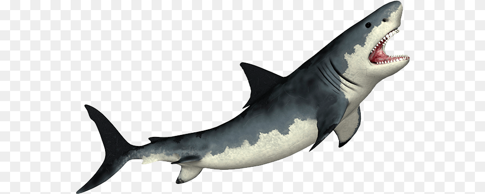 Megalodon Transparent Shark, Animal, Fish, Sea Life, Great White Shark Free Png