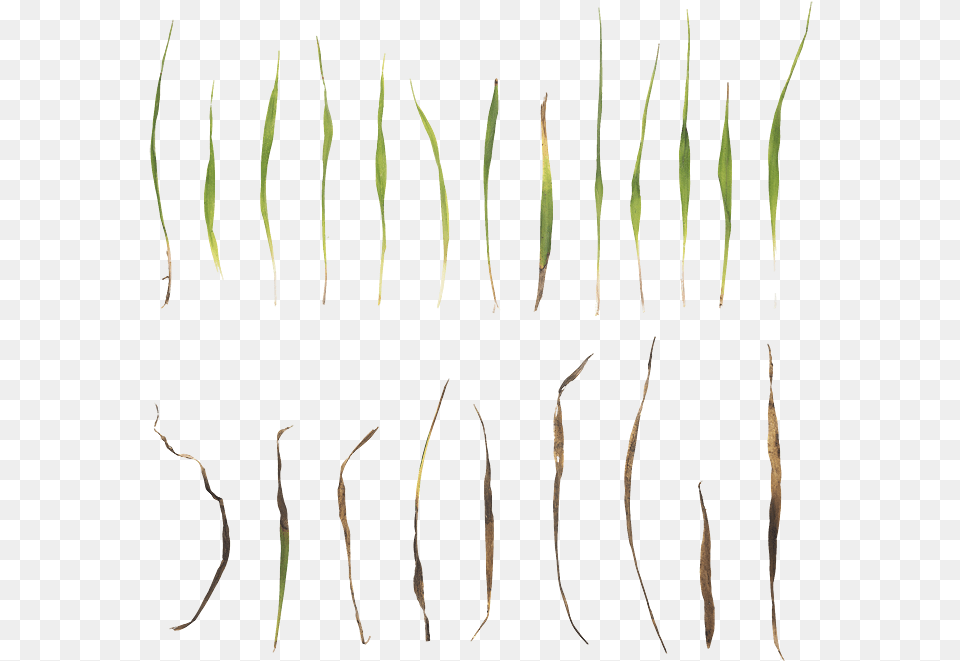 Megascan Grass, Plant Free Transparent Png