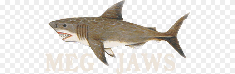 Megjaws Megjaws Jaw, Animal, Sea Life, Fish, Shark Free Png