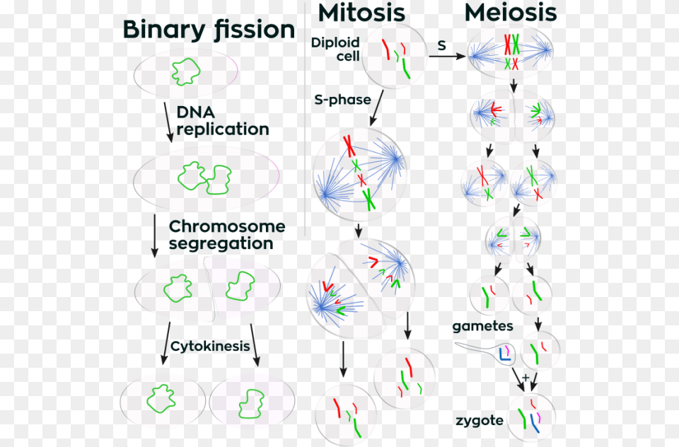 Meiosis A Level Biology Aqa, Text, Number, Symbol, Chart Free Png