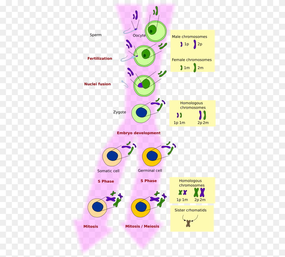 Meiosis In Animal Tissue, Chart, Plot Free Png
