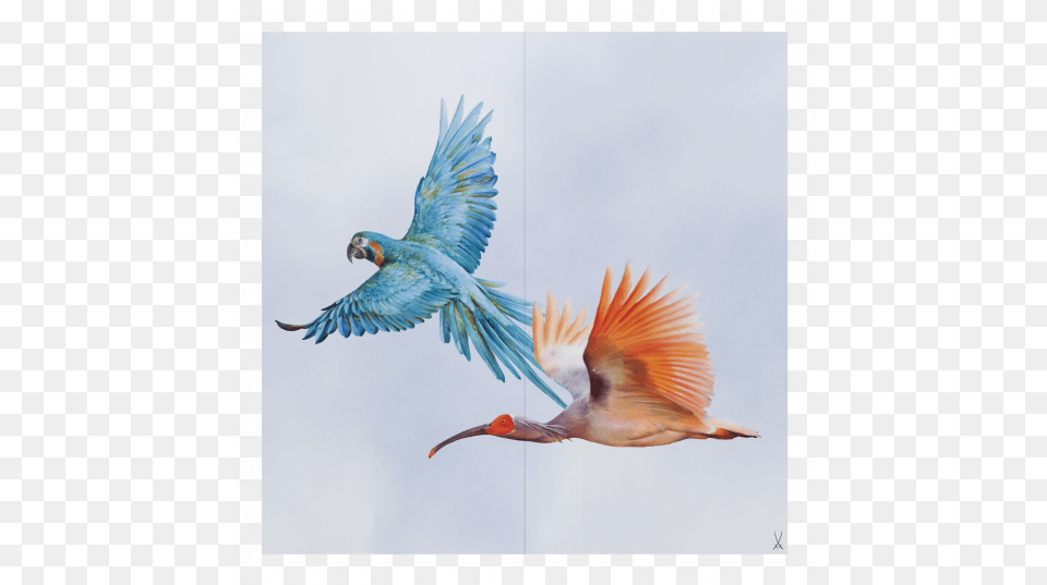 Meissen Flock Of Birds Wall Painting Macaw And Ibis Macaw Wall Painting, Animal, Beak, Bird, Flying Png