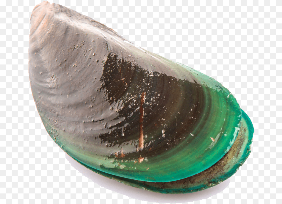 Mejillon Blanco, Animal, Clam, Food, Invertebrate Free Transparent Png