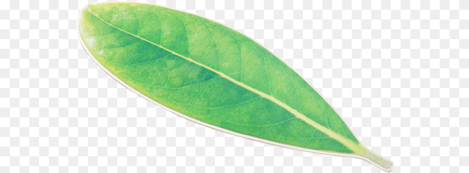 Melastome Family, Leaf, Plant Free Png Download