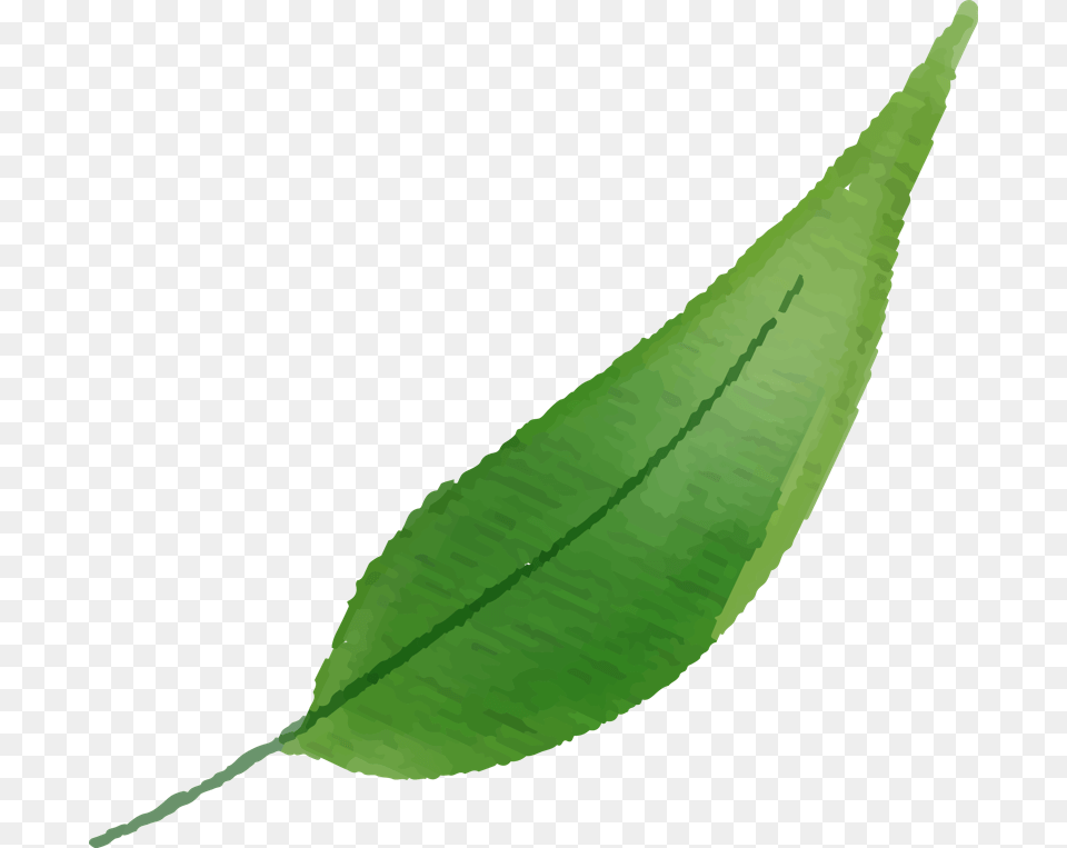 Melastome Family, Leaf, Plant, Animal, Reptile Free Png