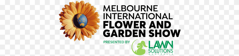 Melbourne Flower Show Lawn Solutions Australia, Plant, Daisy Png Image