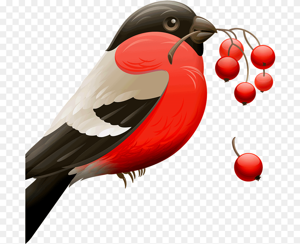 Melhores Aplicativos Para Remover Fundo De Imagens Red Robin Birds, Animal, Beak, Bird, Finch Png Image