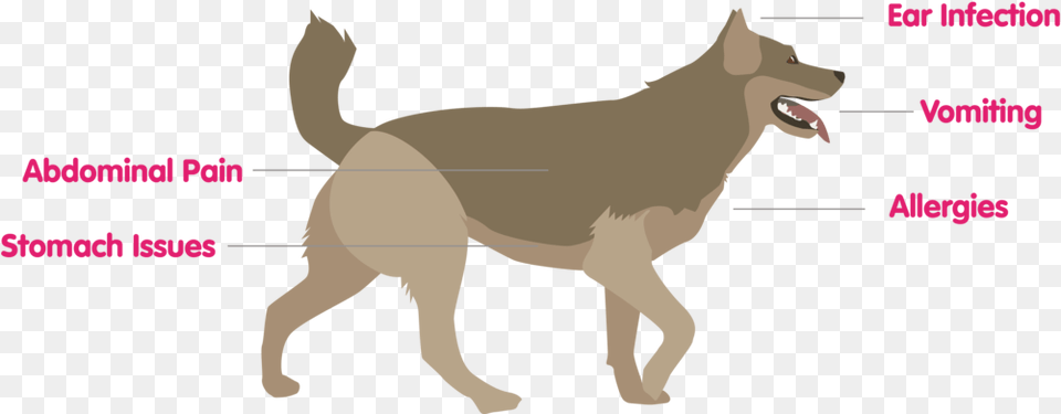 Mella Petcare Northern Breed Group, Animal, Coyote, Mammal, Person Png