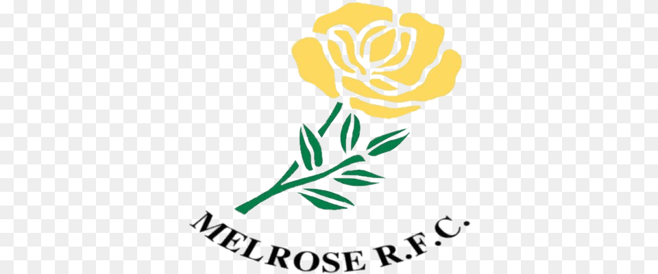 Melrose Rugby Logo, Flower, Plant, Daffodil, Petal Free Transparent Png