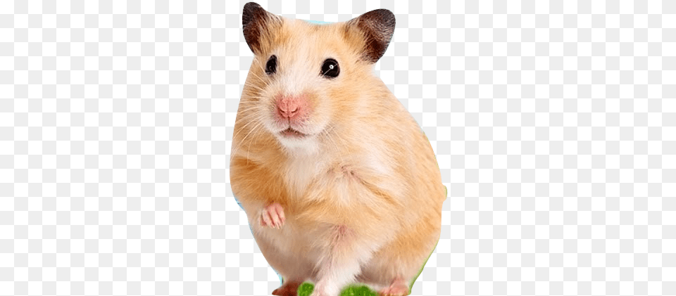 Melvin Sml Pee Pee Suck, Animal, Mammal, Rat, Rodent Free Png