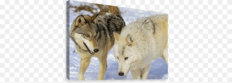 Members Of Wolf Pack Canvas Print Posterazzi Members Of Wolf Pack Posterprint 3400 X, Animal, Mammal, Canine, Dog Png Image