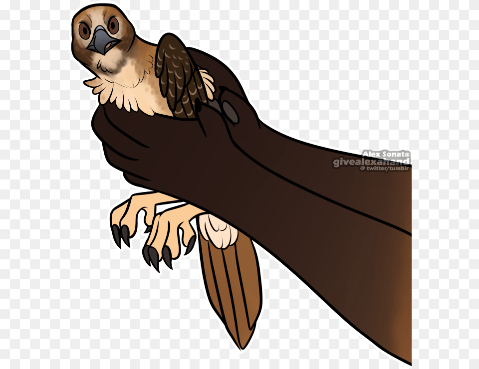 Meme Bird Threetoed Sloth Hd Illustration, Animal, Shark, Sea Life, Fish Png