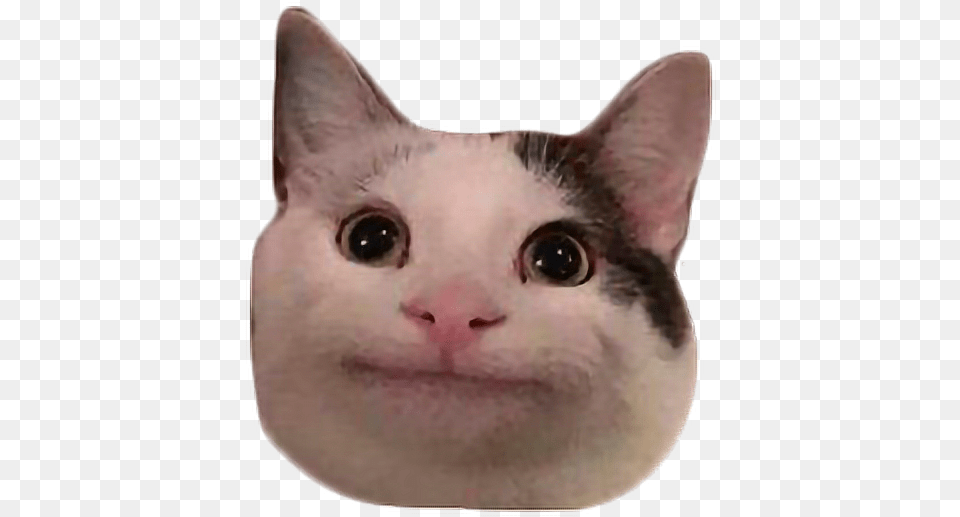 Meme Cat Polite Discord Freetoedit Polite Cat Emoji Polite Cat Meme Transparent, Animal, Mammal, Pet, Angora Png Image
