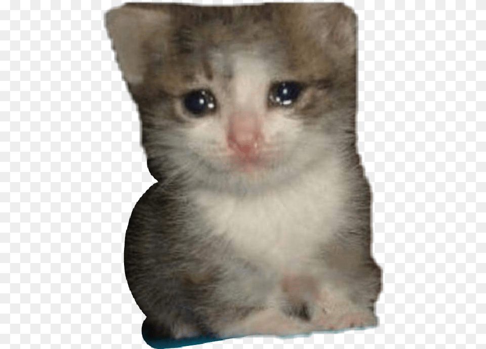 Meme Crying Kitty Cat Cute Dank Freetoedit Crying Cat Meme Transparent, Animal, Kitten, Mammal, Pet Free Png Download