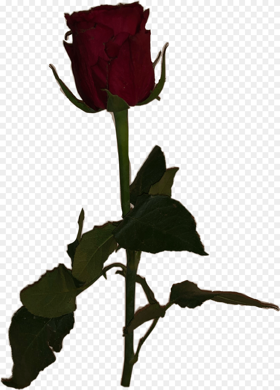 Meme Dead Rose Aesthetic Freetoedit Dead Rose, Flower, Plant Png Image