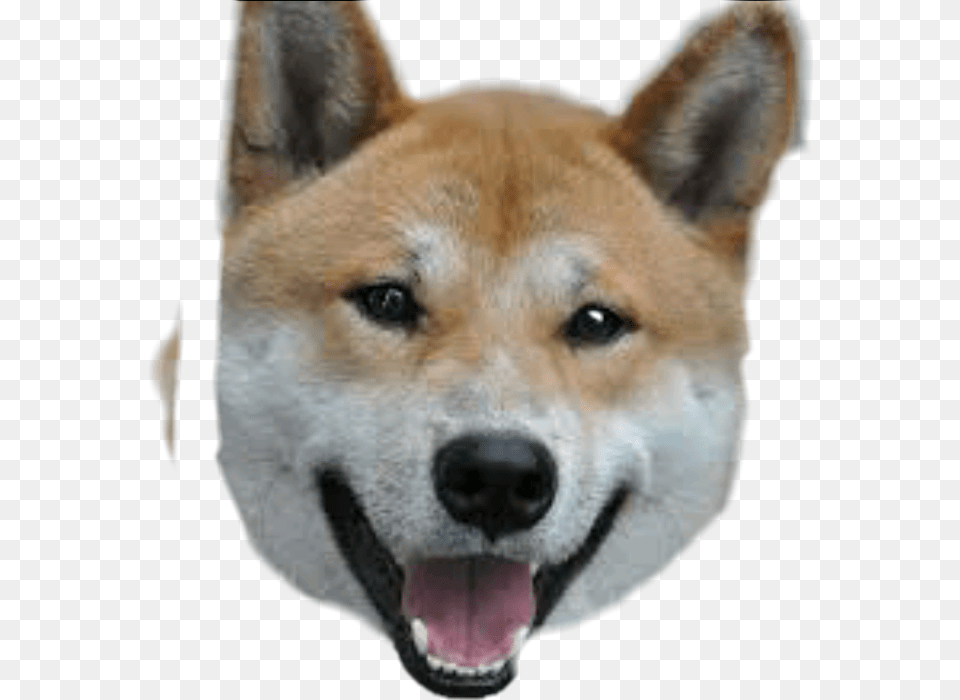 Meme Doge Happy Shibe, Animal, Canine, Dog, Husky Png Image