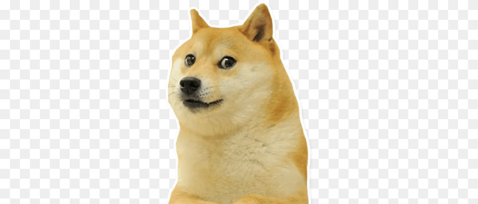 Meme Stickers Apps On Google Play Stickers Whatsapp Memes, Animal, Canine, Dog, Husky Free Transparent Png
