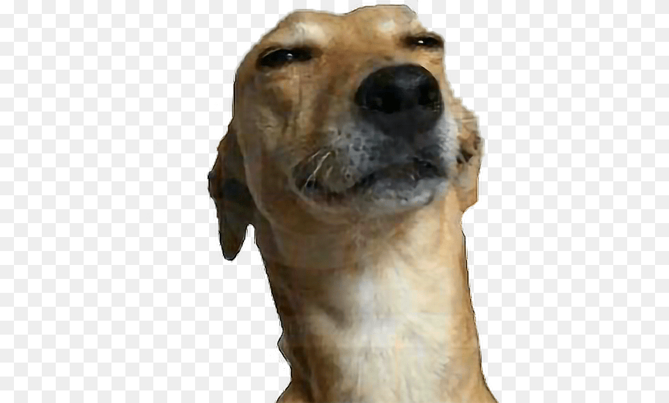 Meme Wtf Help Me Helpme Dog Puppy Dope Swag Dog Gif No Background, Animal, Canine, Mammal, Pet Free Transparent Png