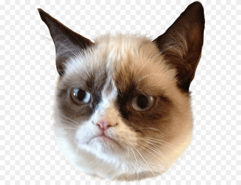 Memes Cat Face, Animal, Mammal, Pet, Siamese Png Image
