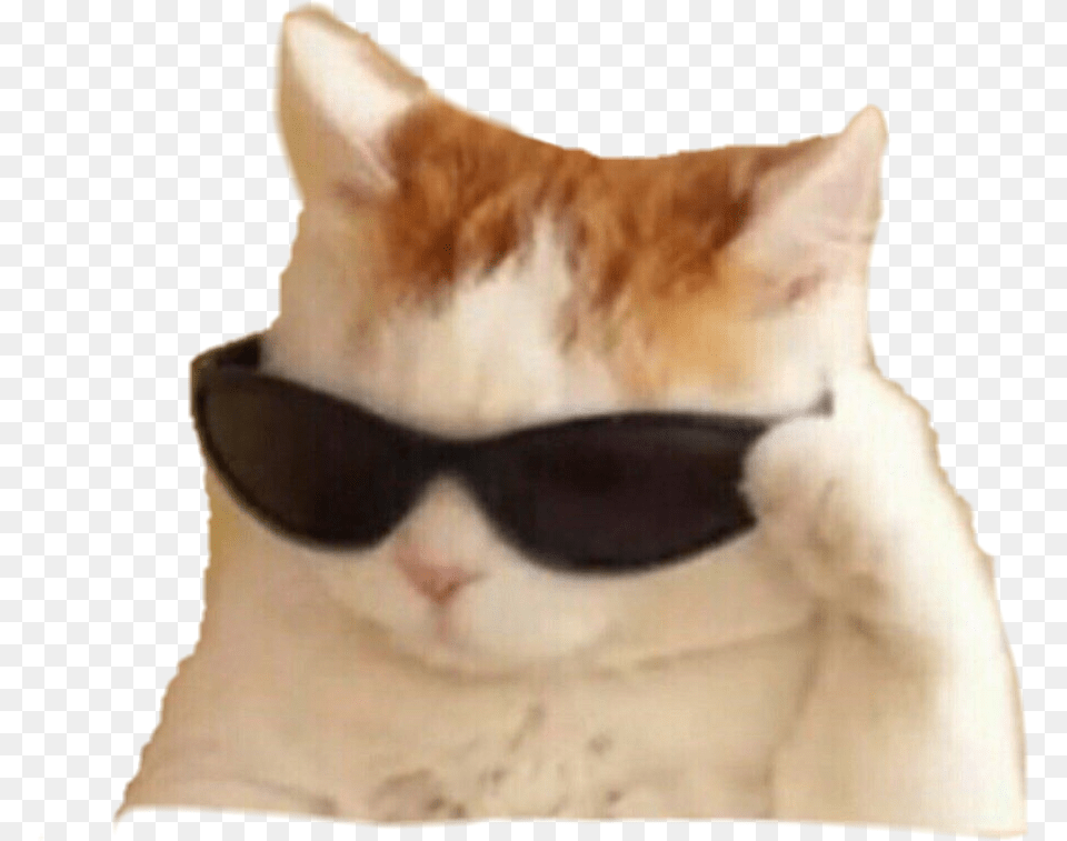 Memes Cat Sunglasses Cat Meme, Accessories, Glasses, Animal, Mammal Png